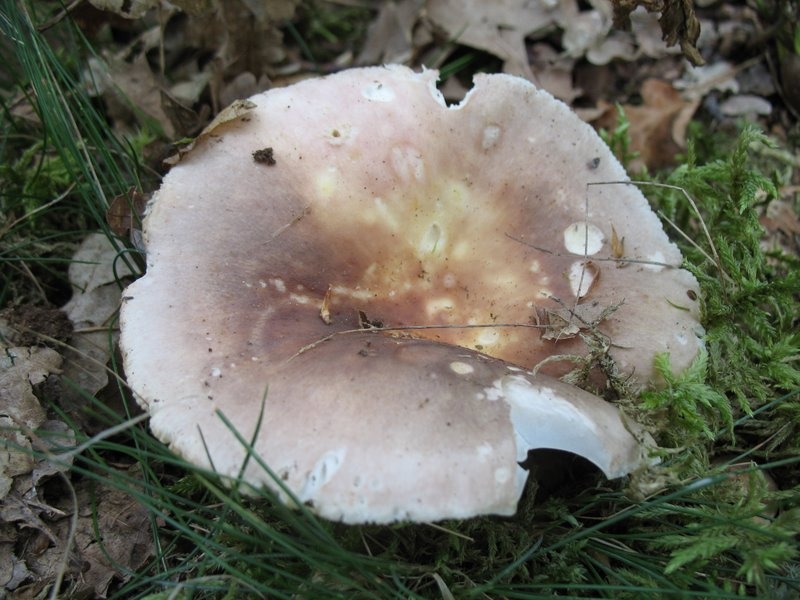 Russula vesca